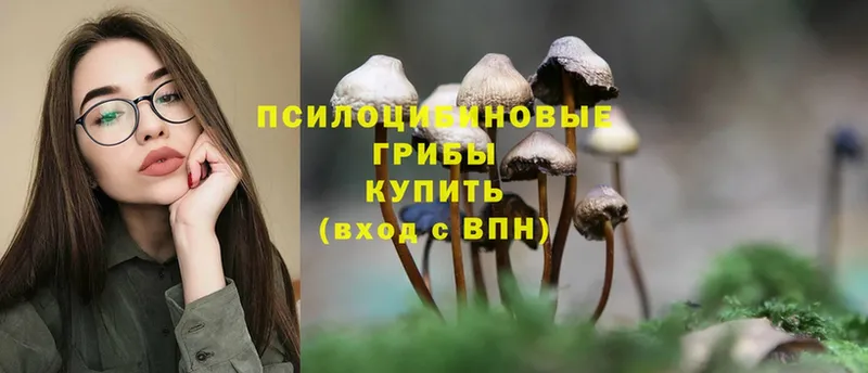 как найти   Высоковск  Псилоцибиновые грибы Psilocybe 